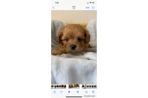 成約済の岡山県のミックス犬-336152の6枚目