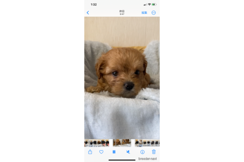 成約済の岡山県のミックス犬-336152の5枚目