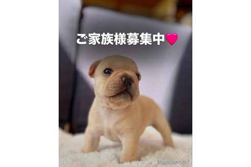 成約済の群馬県のフレンチブルドッグ-340002の7枚目
