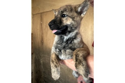 成約済の北海道の北海道犬-340003の12枚目