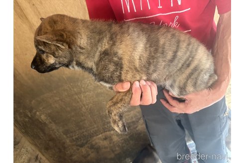 成約済の北海道の北海道犬-340003の14枚目