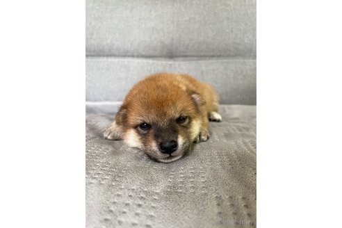 成約済の福岡県の豆柴-340004の2枚目