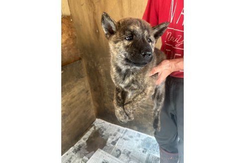 成約済の北海道の北海道犬-340005の12枚目