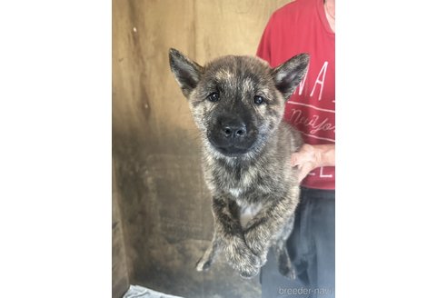 成約済の北海道の北海道犬-340005の10枚目