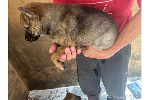 成約済の北海道の北海道犬-340008の6枚目