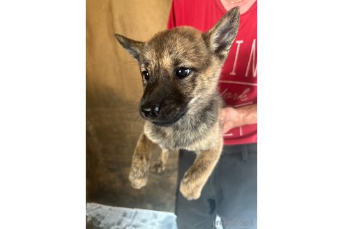 成約済の北海道の北海道犬-340008の5枚目
