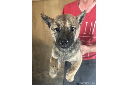 成約済の北海道の北海道犬-340008の3枚目