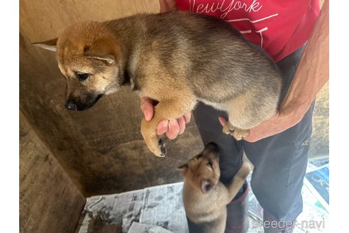 成約済の北海道の北海道犬-340010の4枚目