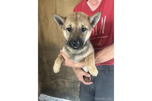 成約済の北海道の北海道犬-340010の2枚目