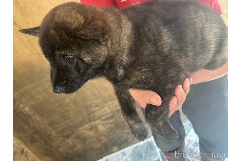 成約済の北海道の北海道犬-340012の4枚目