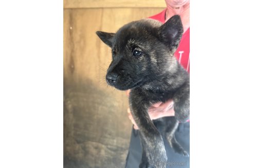 成約済の北海道の北海道犬-340012の3枚目