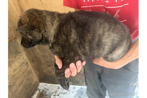 成約済の北海道の北海道犬-340012の5枚目