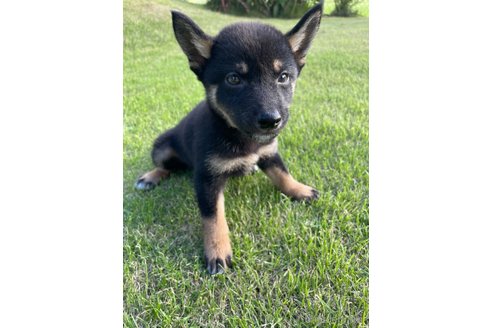 成約済の千葉県の柴犬-337230の3枚目