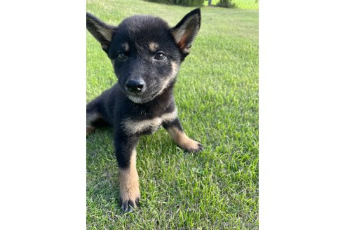 成約済の千葉県の柴犬-337230の4枚目