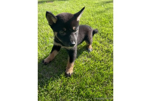 成約済の千葉県の柴犬-337230の7枚目