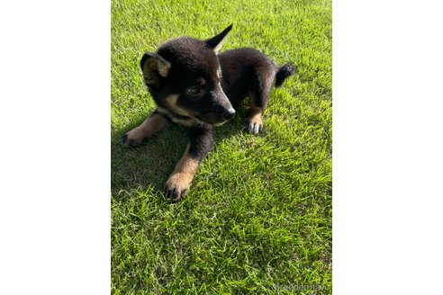 成約済の千葉県の柴犬-337230の2枚目