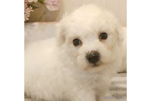 成約済の愛知県のビションフリーゼ-335850の1枚目