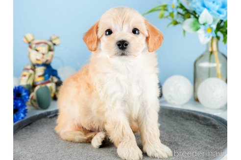 成約済の茨城県のマルプー:マルチーズ×トイプードル-340024の5枚目