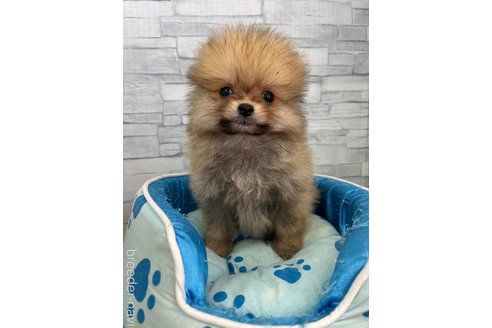 成約済の奈良県のポメラニアン-340029の1枚目