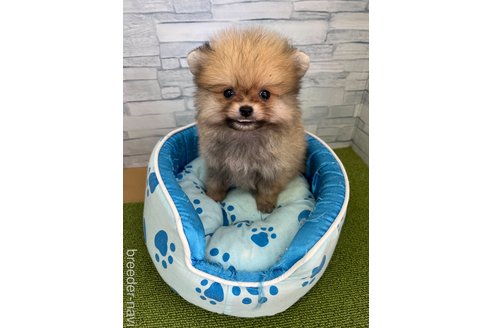 成約済の奈良県のポメラニアン-340029の4枚目