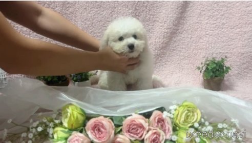 成約済の兵庫県のビションフリーゼ-340059の3枚目
