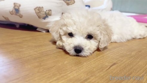 成約済の兵庫県のビションフリーゼ-340059の4枚目