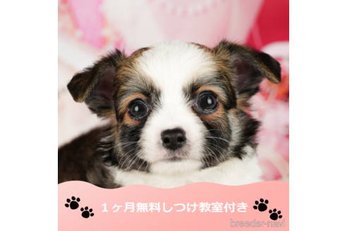 成約済の千葉県のチワワ(ロングコート)-340064の7枚目