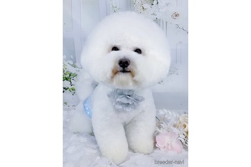 ののビションフリーゼ-