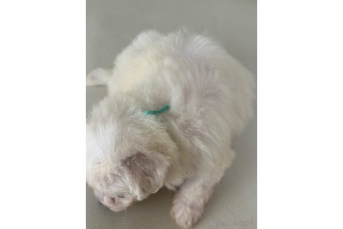 成約済の滋賀県のビションフリーゼ-338103の7枚目