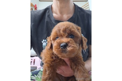 成約済の群馬県のトイプードル-340082の6枚目