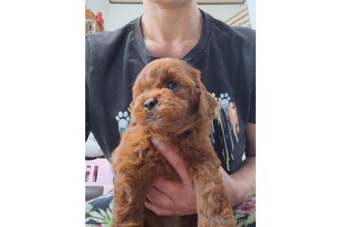 成約済の群馬県のトイプードル-340082の2枚目