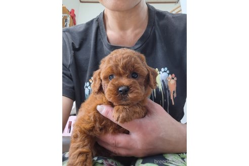 成約済の群馬県のトイプードル-340082の4枚目