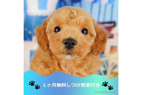 成約済ののトイプードル-340084