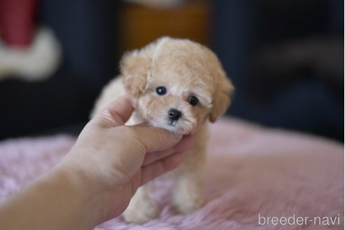 成約済の茨城県のティーカッププードル-340096の2枚目