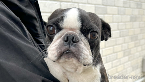 成約済の京都府のボストンテリア-340099の1枚目