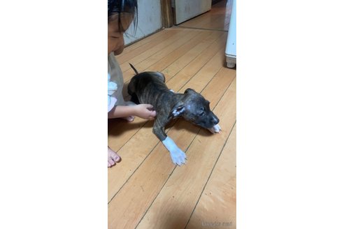 成約済の佐賀県のアメリカンピットブルテリア-328933の3枚目