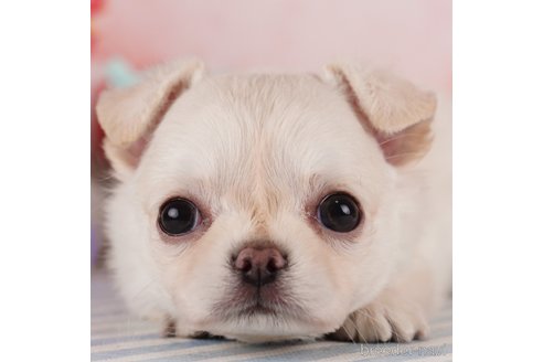 成約済の千葉県のチワワ(ロングコート)-340148の4枚目