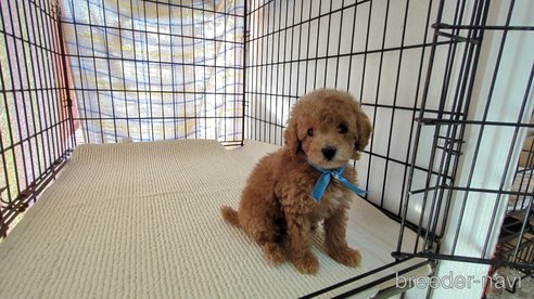 成約済の茨城県のトイプードル-316393の4枚目