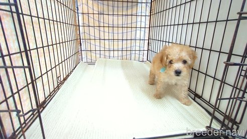 成約済の茨城県のトイプードル-330242の4枚目