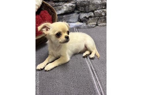 成約済の愛知県のチワワ(ロングコート)-331165の3枚目