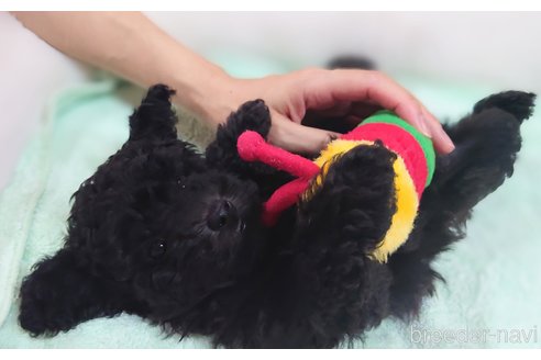 成約済の愛媛県のトイプードル-337762の4枚目