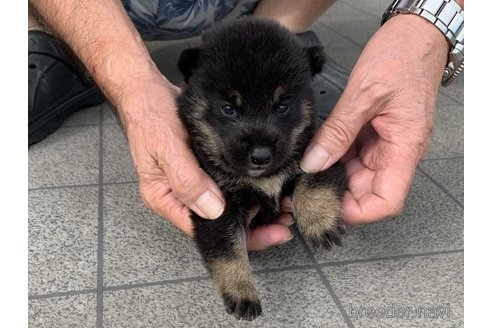 成約済の長崎県の柴犬-340249の2枚目