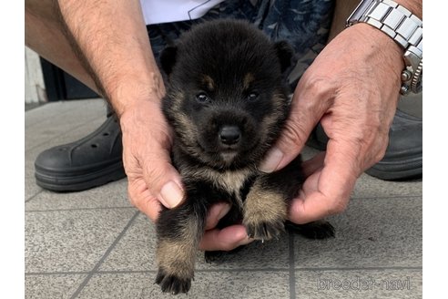 成約済の長崎県の柴犬-340249の3枚目