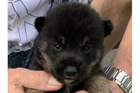 成約済の長崎県の柴犬-340249の1枚目