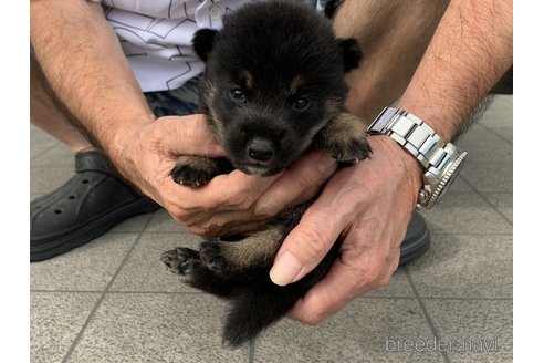 成約済の長崎県の柴犬-340249の5枚目