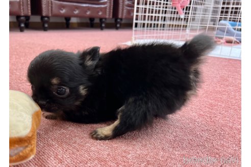 成約済の香川県のチワワ(ロングコート)-338333の4枚目