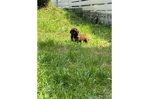 成約済の岐阜県のミックス犬-326849の7枚目