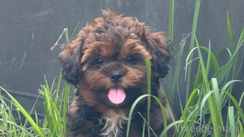 成約済の岐阜県のミックス犬-326849の6枚目