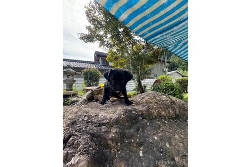 成約済の岐阜県のパグ-324541の8枚目