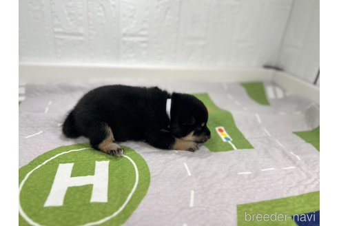 成約済の愛知県の柴犬-340282の2枚目